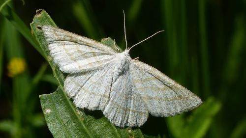 Perconia strigillaria